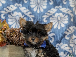 Yorkshire Terrier dogs - Ad 37