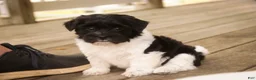 Havanese dogs for sale: Winnie Havanese  - Ad 4