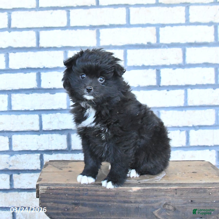 Pomeranian dogs Champ  - Ad 2