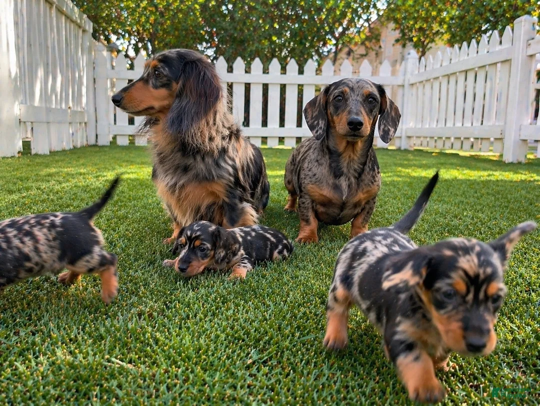 Miniature Dachshund dogs for sale: Willow - Ad 10
