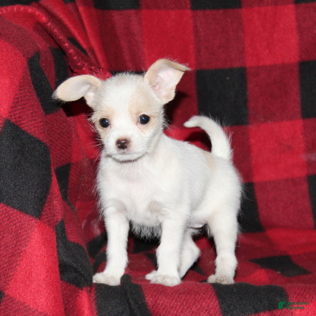 Mixed Breed dogs for sale: Flower  - Ad 2