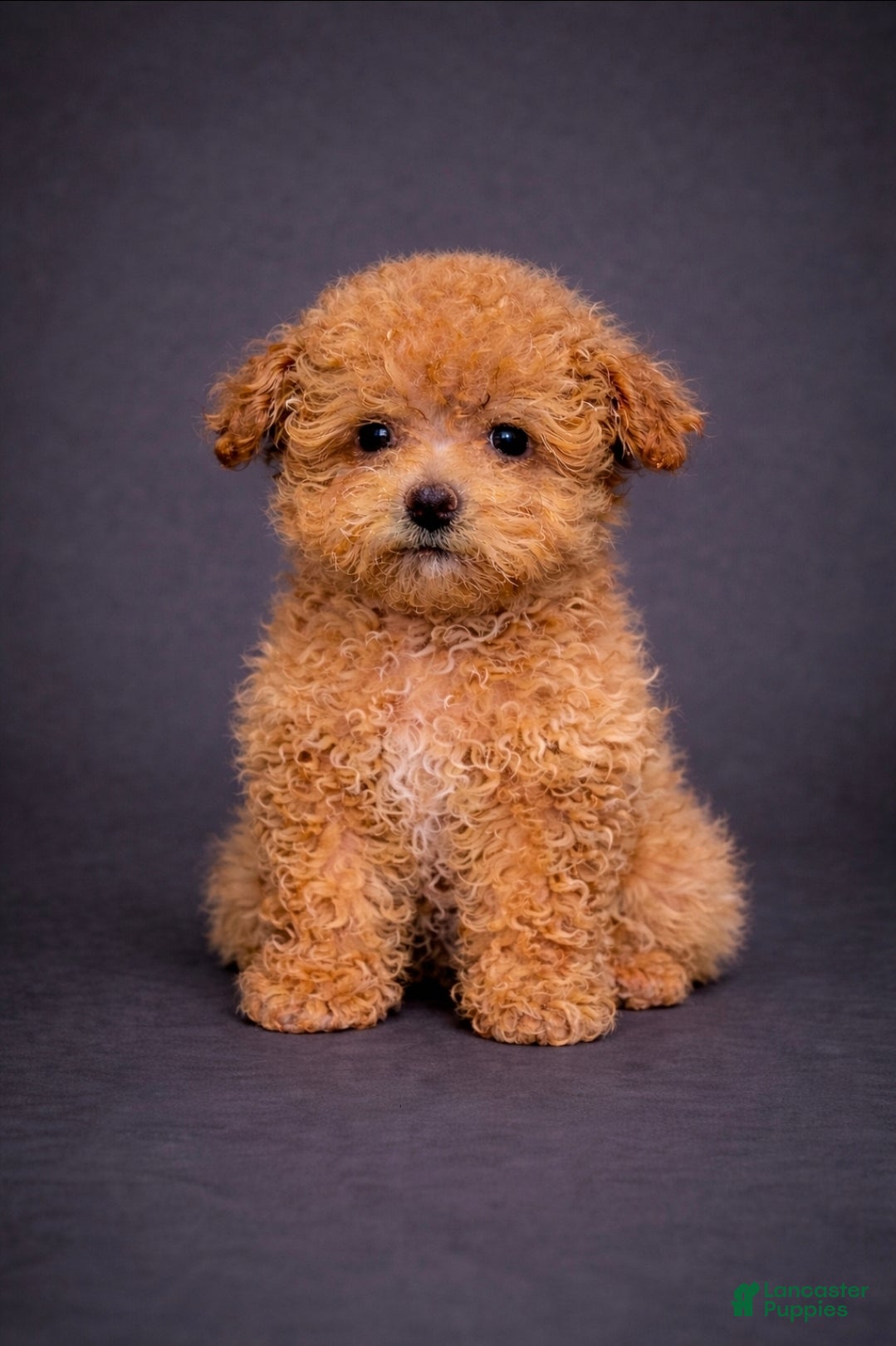 Toy Poodle dogs Mickey - Ad 40