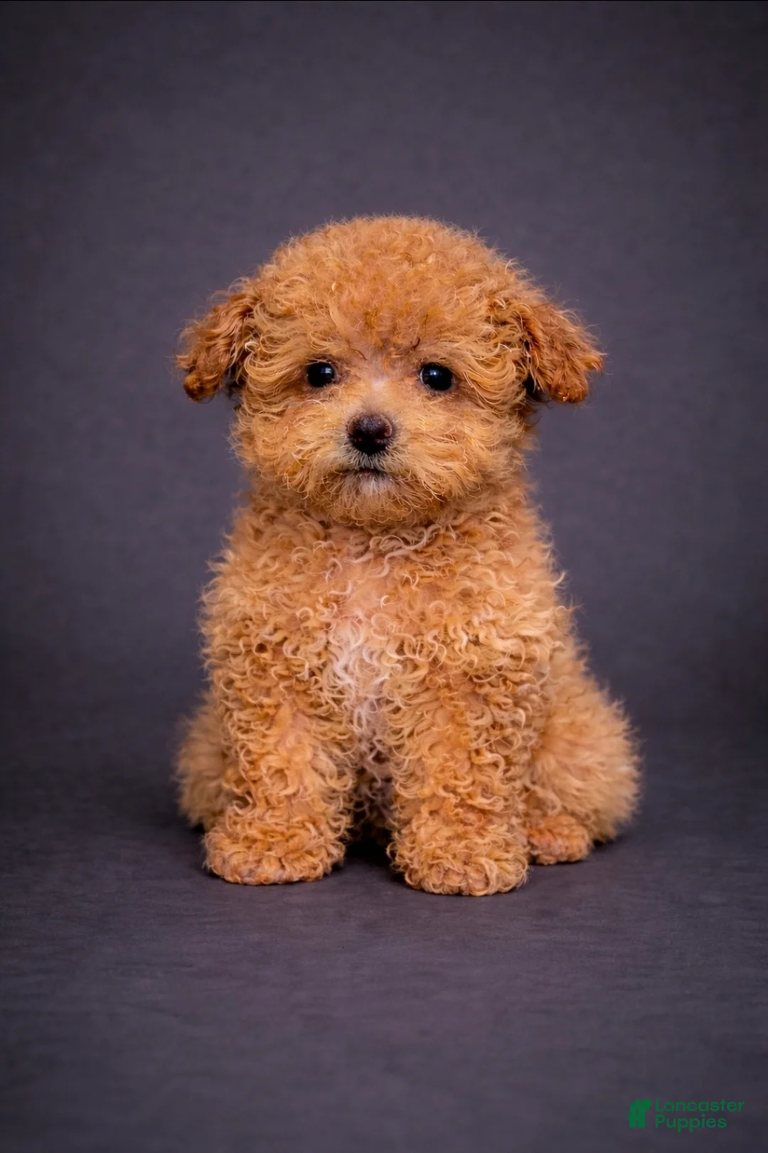 Toy Poodle dogs for sale: Mickey - Ad 1