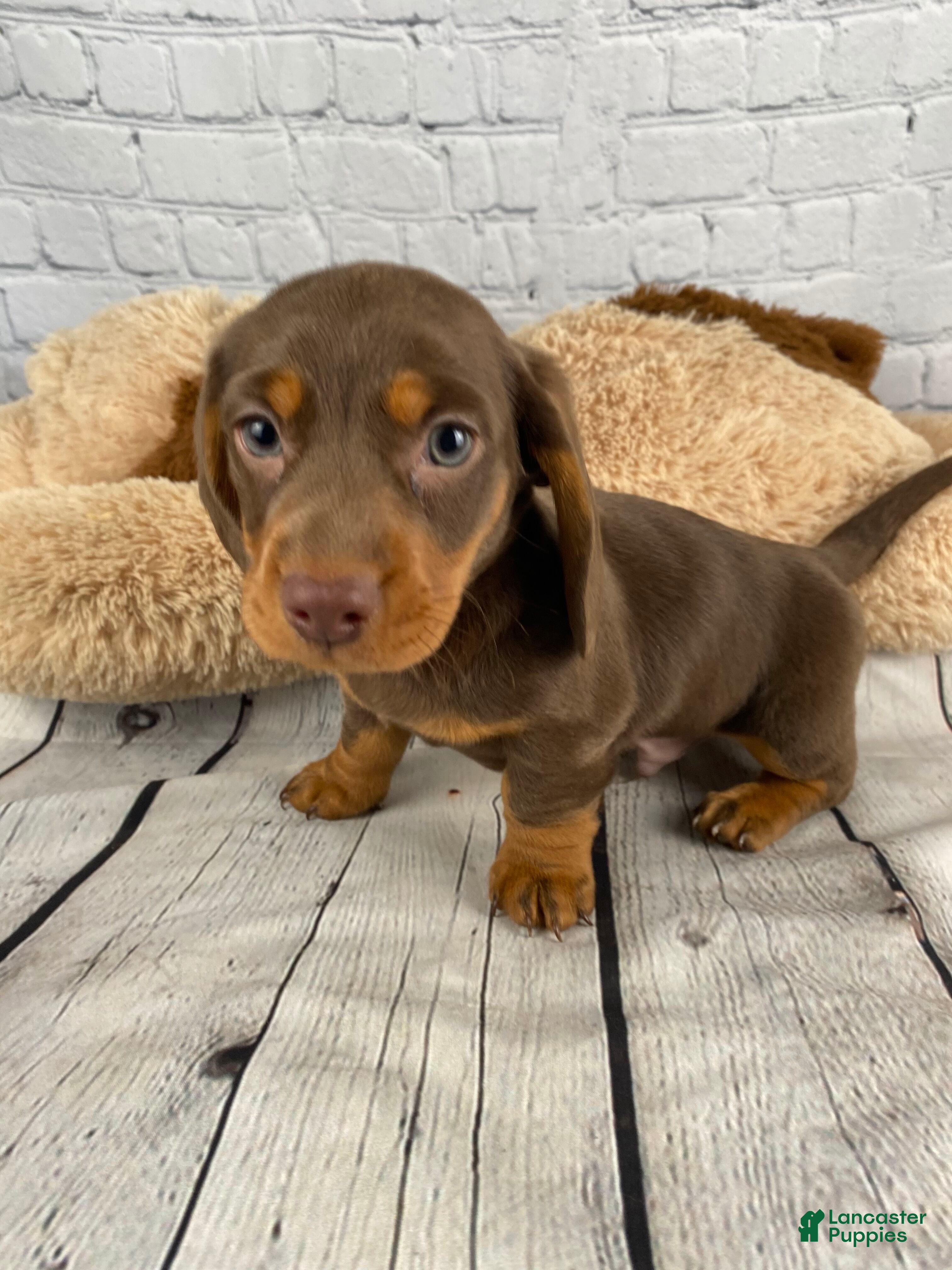 Miniature Dachshund dogs Coco - Ad 1