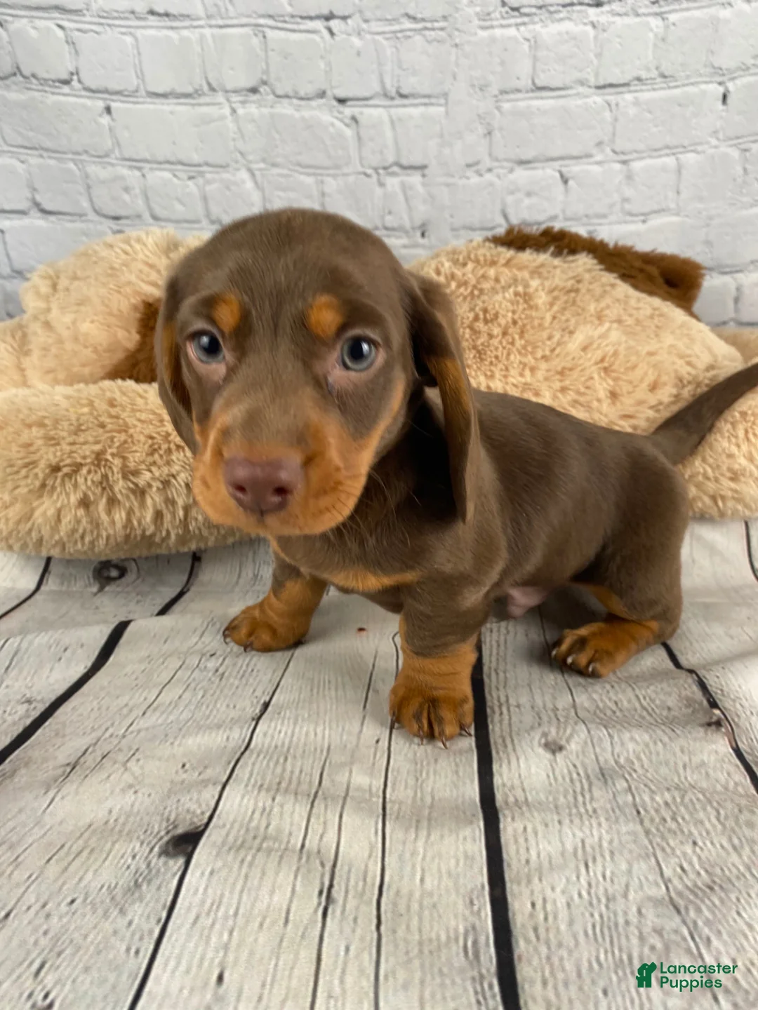 Miniature Dachshund dogs for sale: Coco - Ad 1