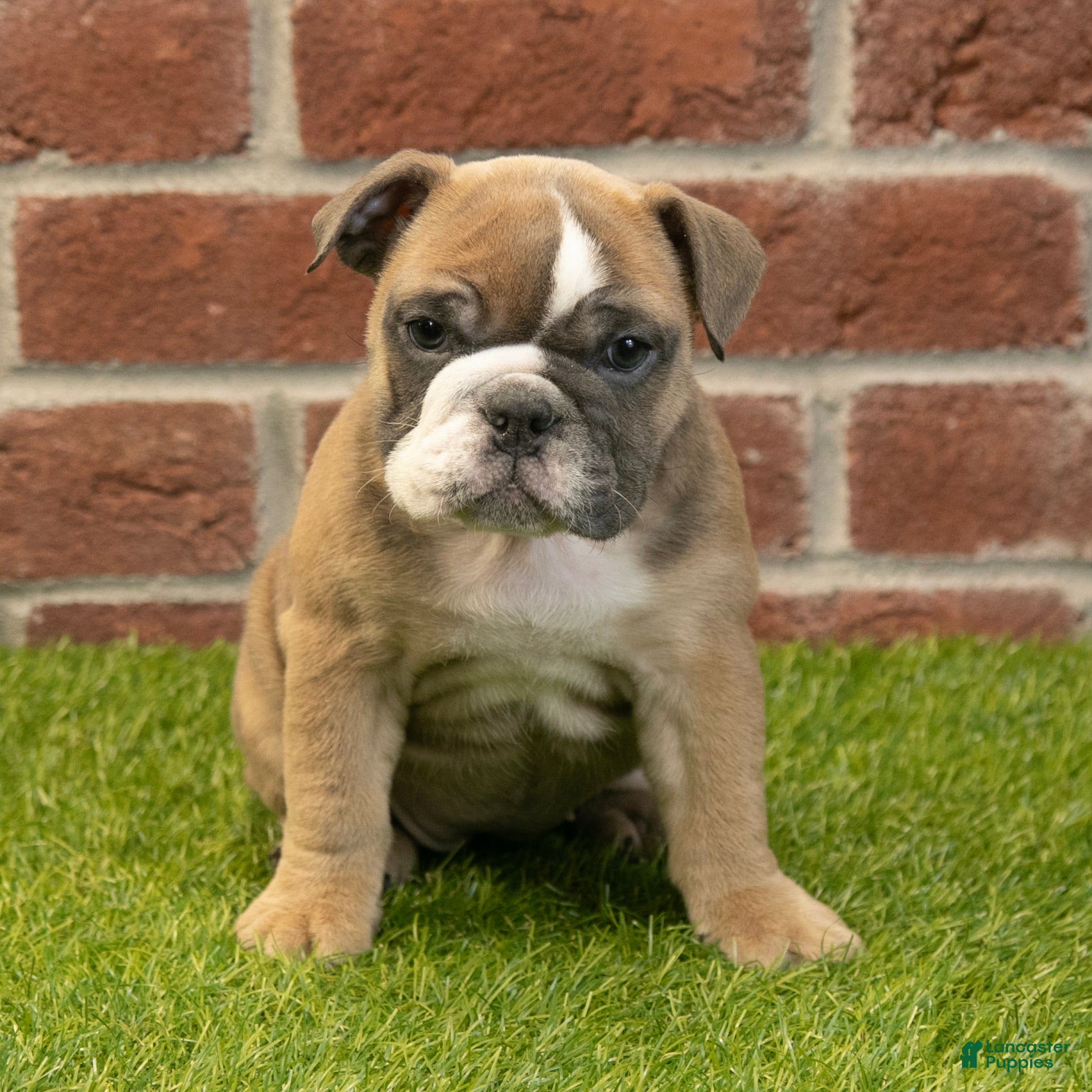 English Bulldog dogs Amber - Ad 2