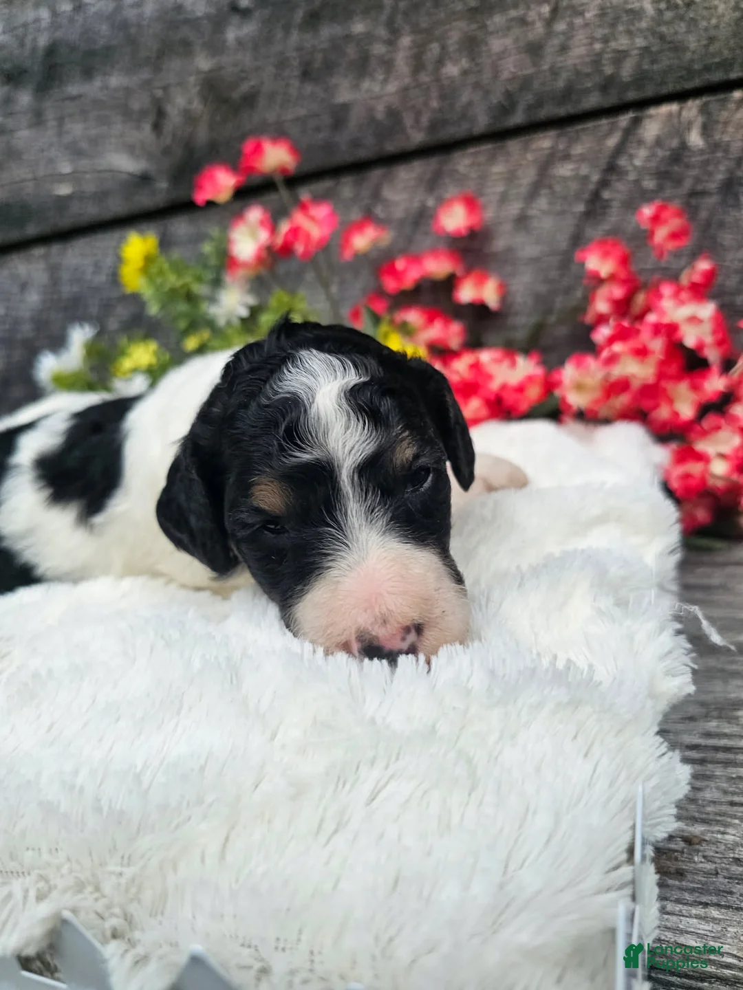 Standard Poodle dogs for sale: Zelda - Ad 4