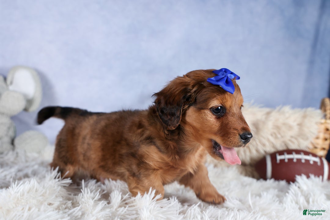 Miniature Dachshund dogs for sale: Jasper - Ad 28
