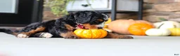 Mini Bernedoodle dogs for sale: Samuel🐶 - Ad 4
