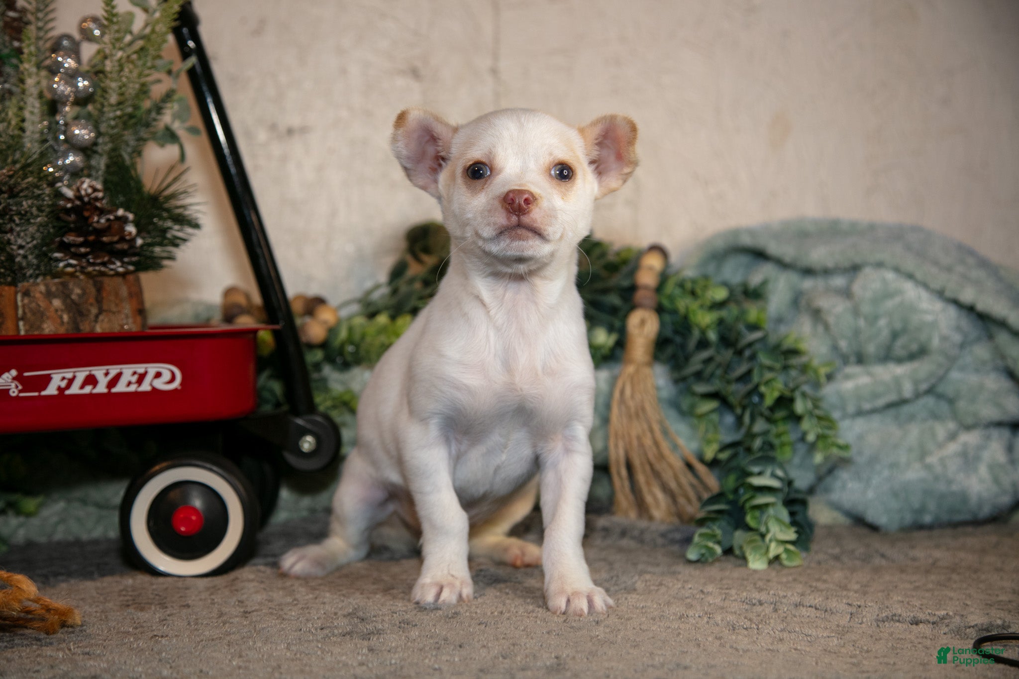 Chihuahua dogs Snowflake - Ad 2