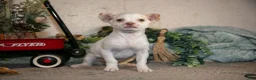 Chihuahua dogs for sale: Snowflake - Ad 2