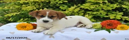 Mixed Breed dogs for sale: Diesel - Ad 4