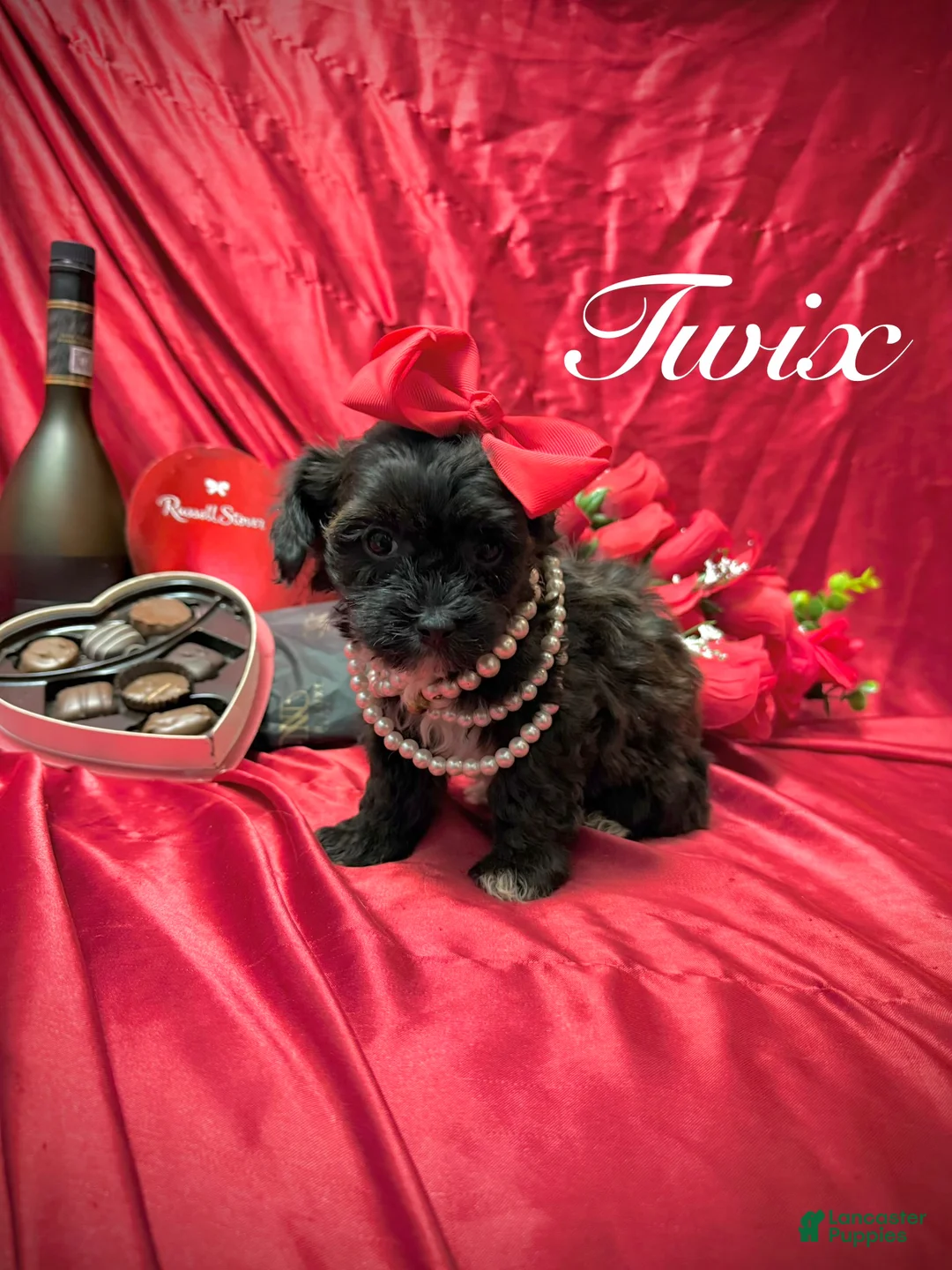 Yorkiepoo dogs for sale: Twix  - Ad 1