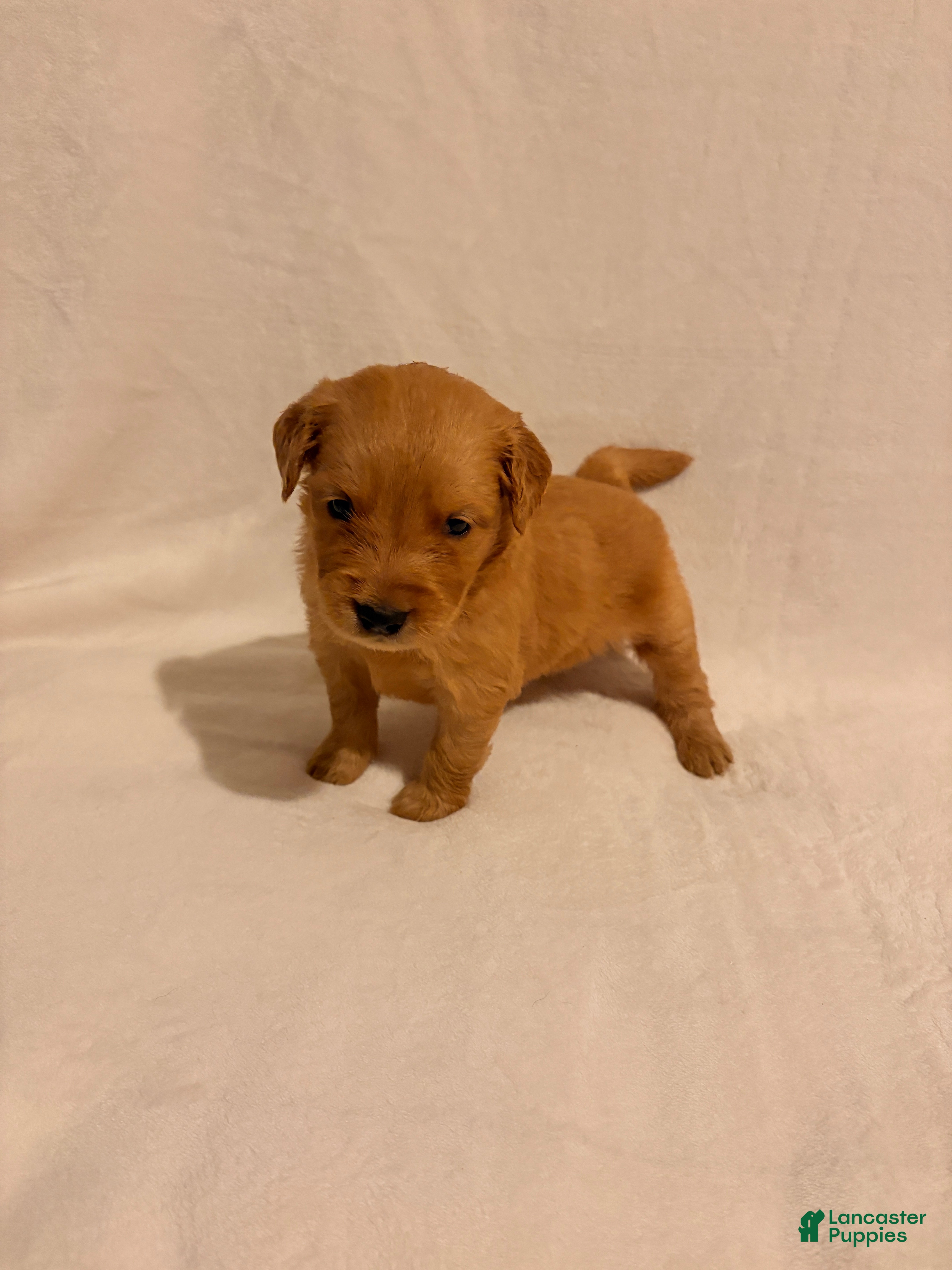 Golden Retriever dogs Golden Retriever 6 - Ad 23