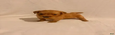 Golden Retriever 6
