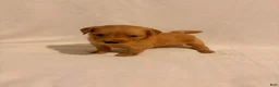 Golden Retriever dogs for sale: Golden Retriever 6 - Ad 1