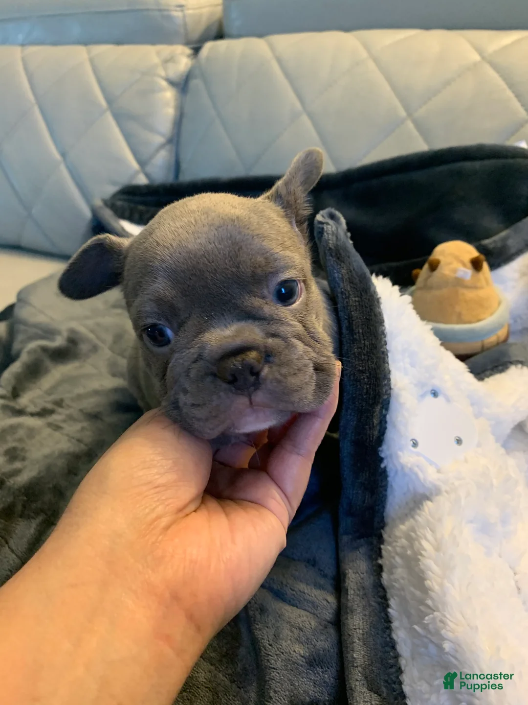 French Bulldog dogs for sale: French Bulldog 6 - Ad 2