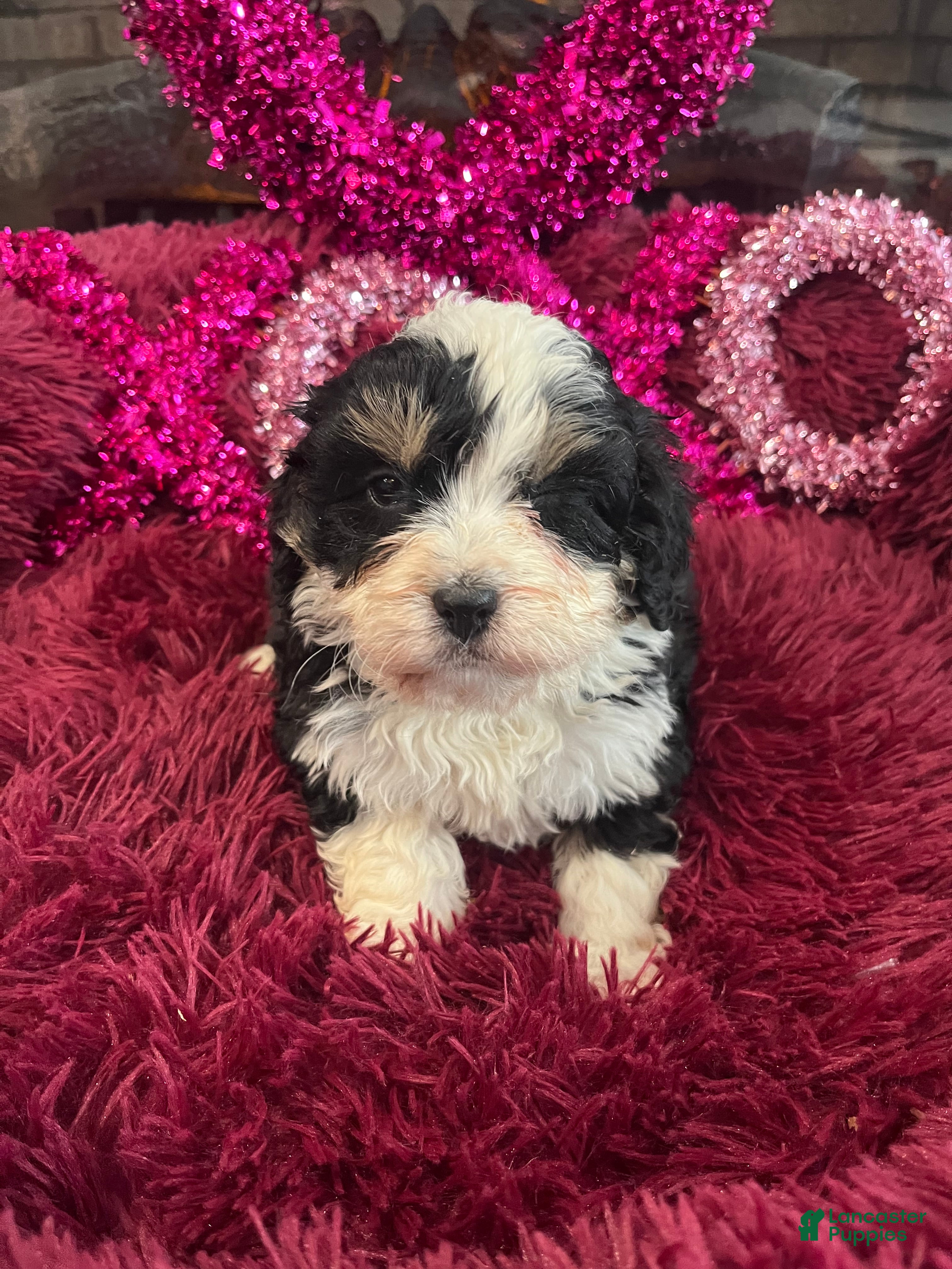 Mini Bernedoodle dogs Kahlua - Ad 39