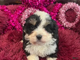 Mini Bernedoodle dogs Kahlua - Ad 39