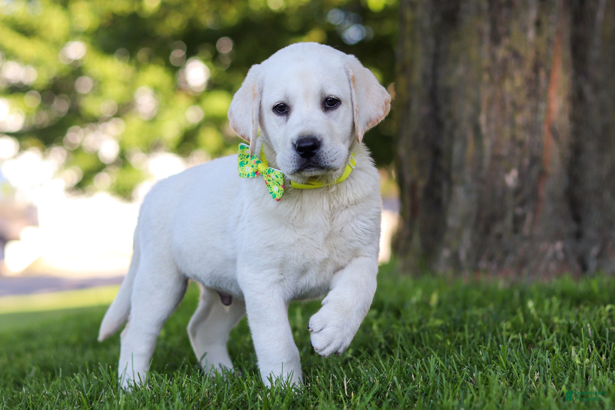 Labrador Retriever dogs for sale: Bobby - Ad 6
