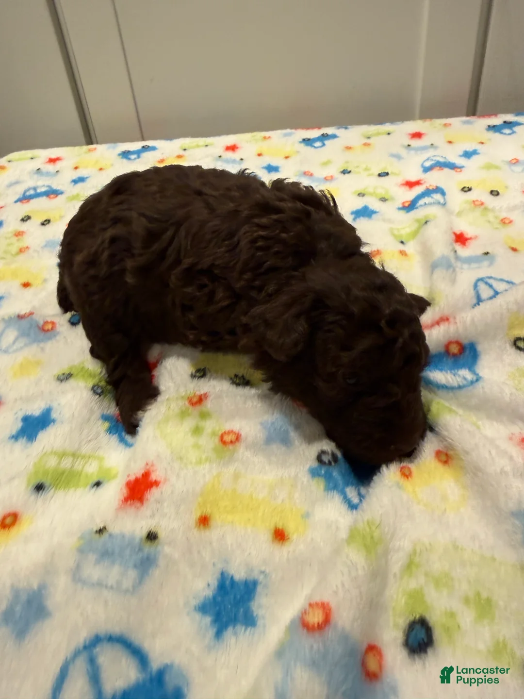Miniature Poodle dogs for sale: SAMUEL - Ad 2