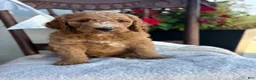 Goldendoodle dogs for sale: Coop - Ad 5