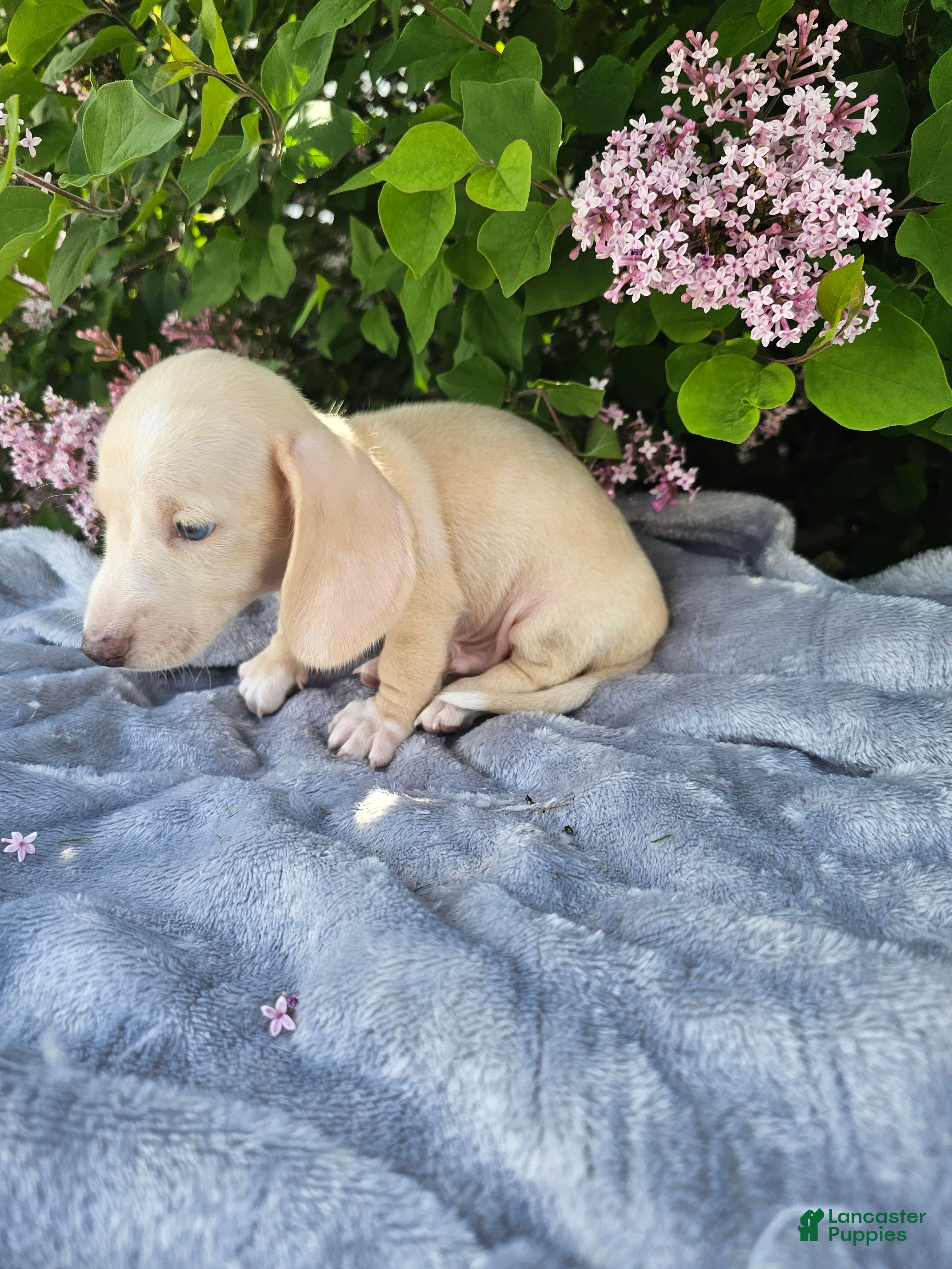 Dachshund dogs Dexter - Ad 2