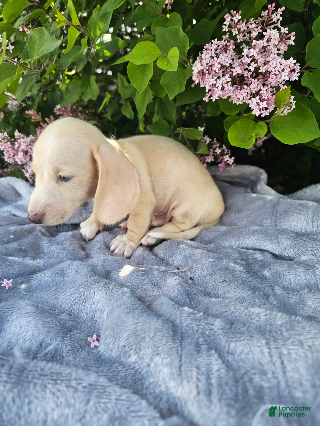 Dachshund dogs for sale: Dexter - Ad 1