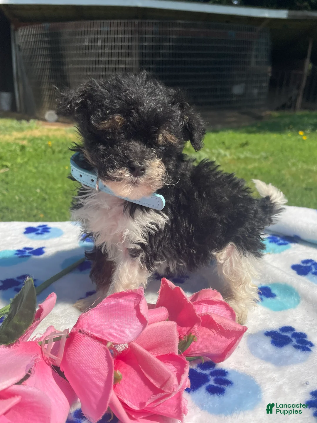 Mixed Breed dogs for sale: Ginny - Ad 1
