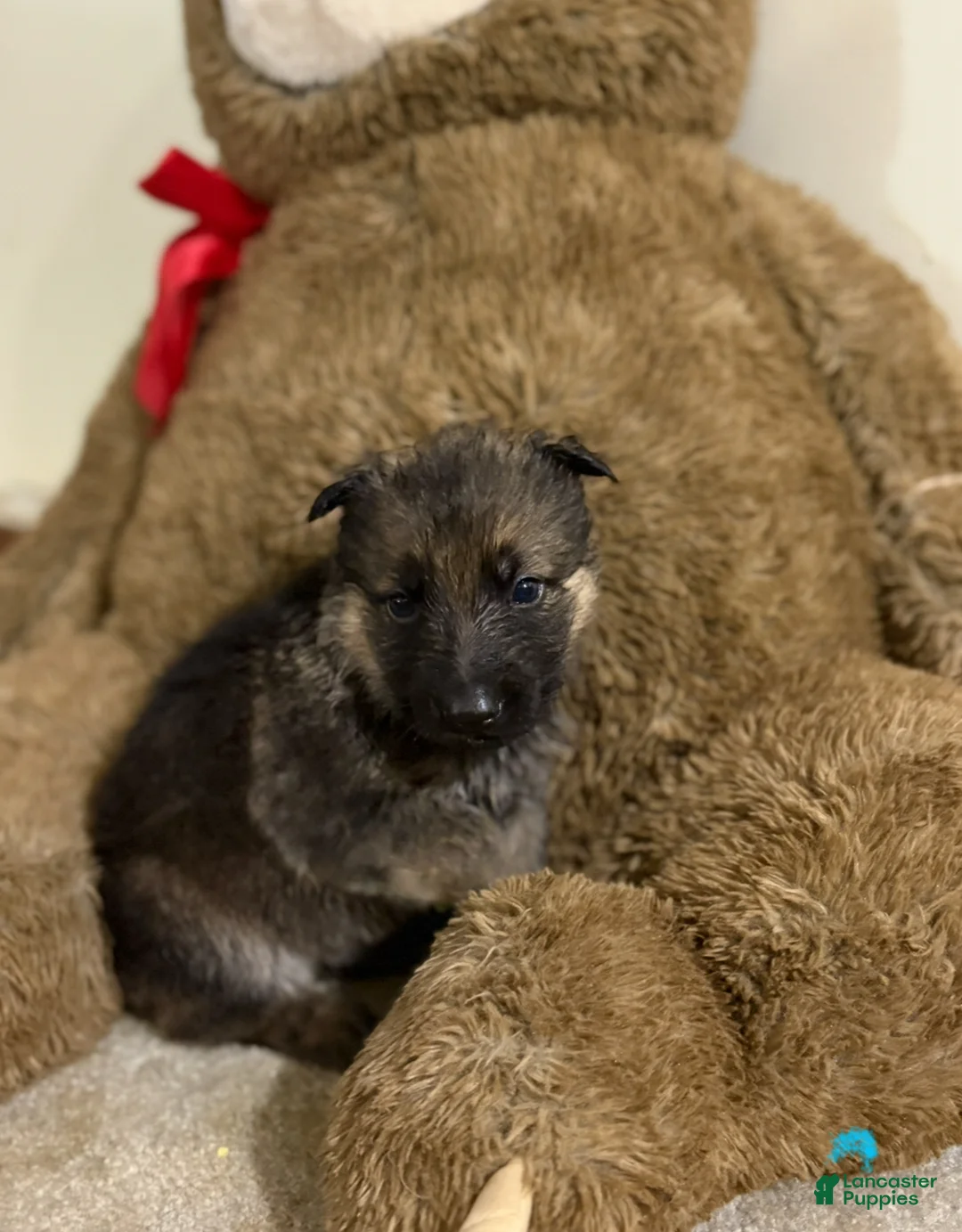 German Shepherd dogs for sale: Light blue collar boy - Ad 1