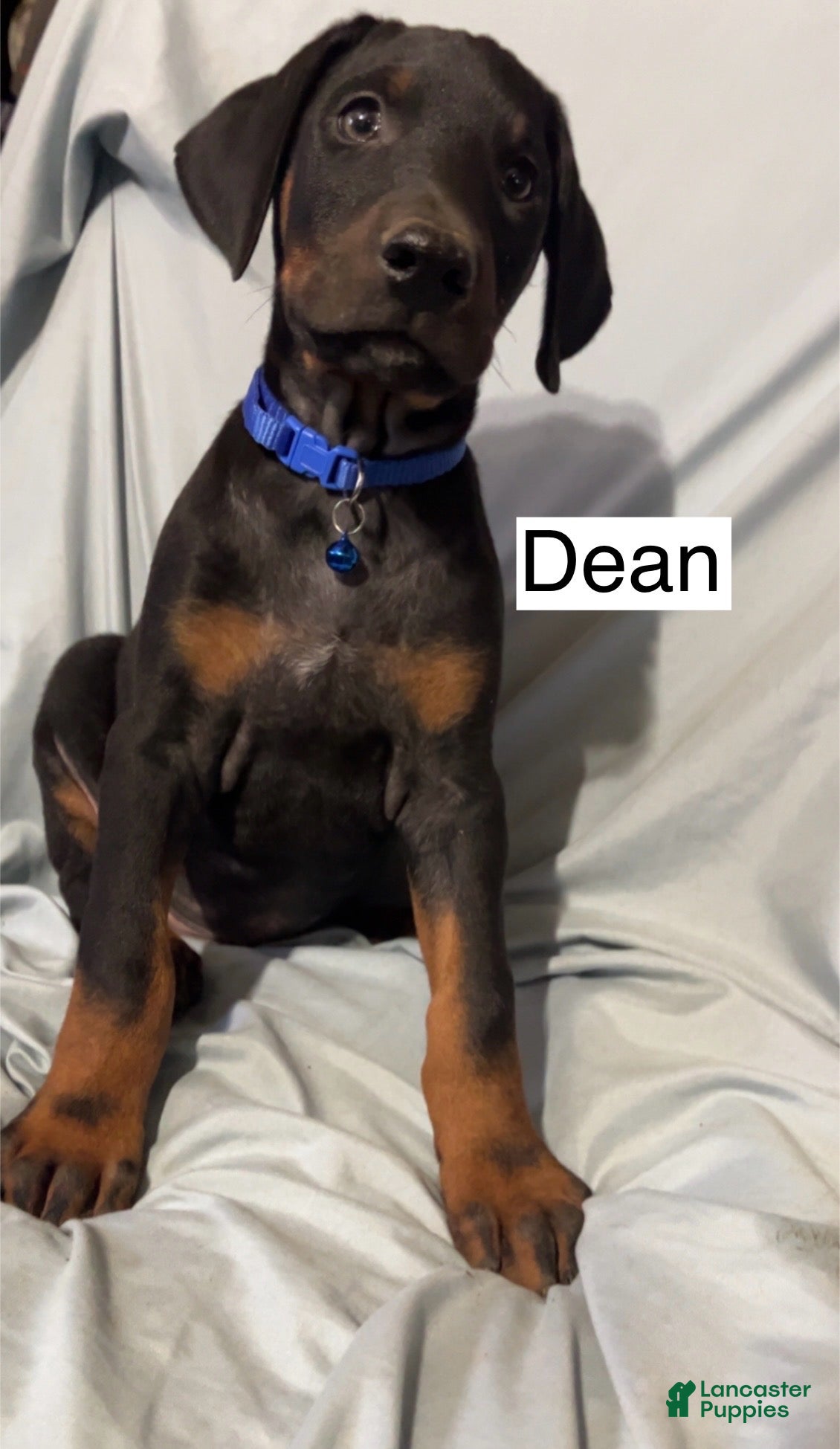 Doberman Pinscher dogs Dean - Ad 1