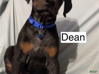 Doberman Pinscher dogs Dean - Ad 10