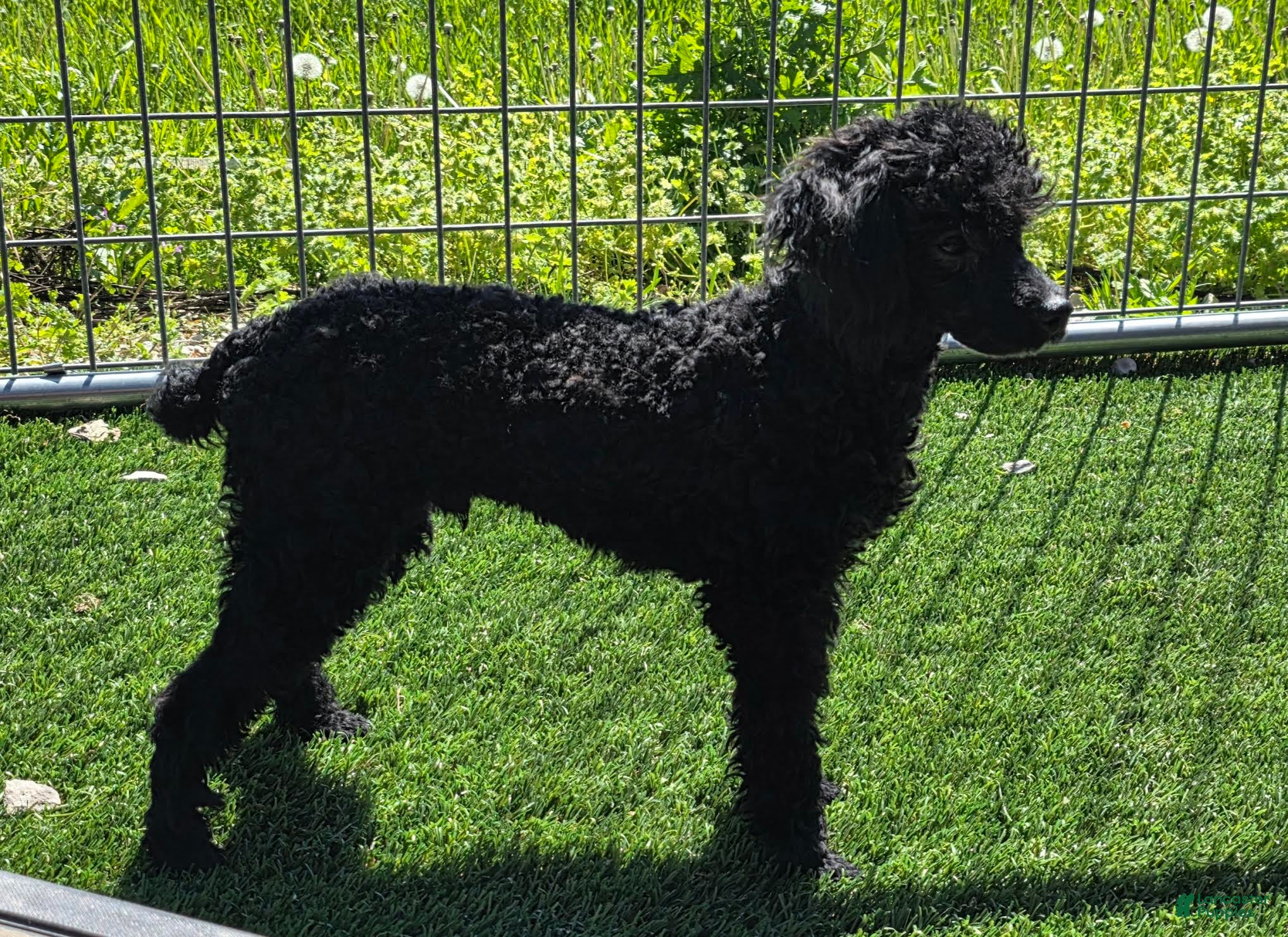 Mixed Breed dogs for sale: Dixon - Ad 3