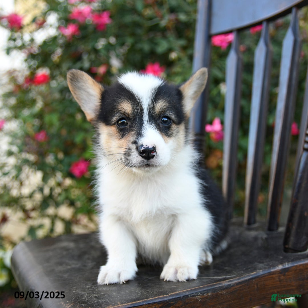 Welsh Corgi Pembroke dogs for sale: Cisca - Ad 2