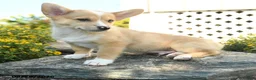Welsh Corgi Pembroke dogs for sale: Sebastian - Ad 3
