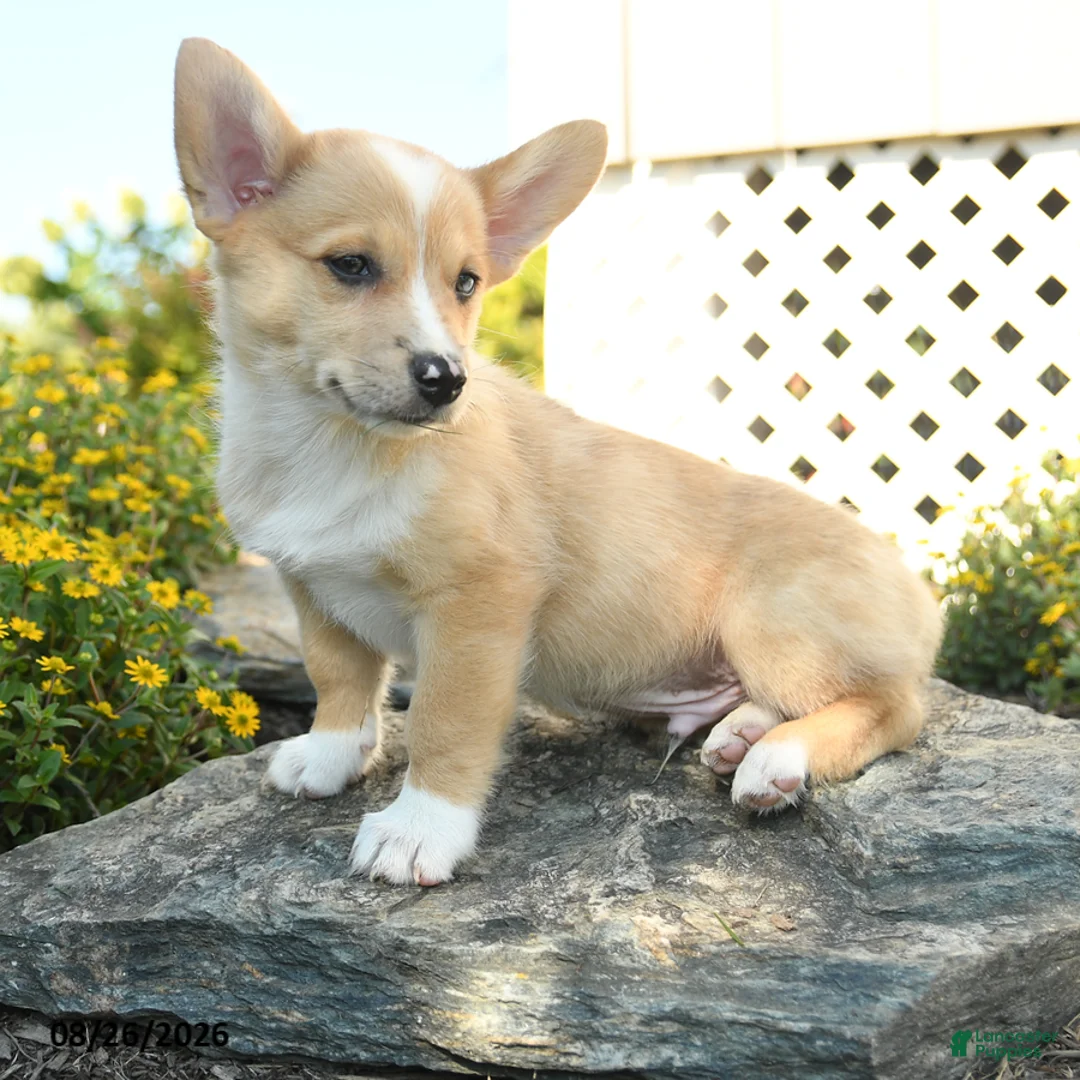 Welsh Corgi Pembroke dogs for sale: Sebastian - Ad 3