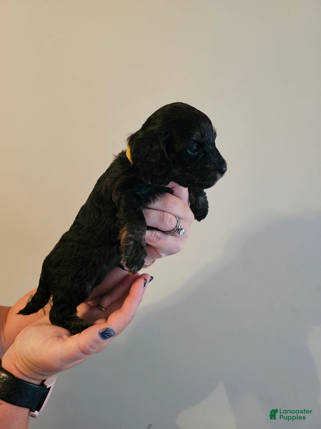 Doxiepoo dogs for sale: Doxiepoo 5 (yellow collar  - Ad 1