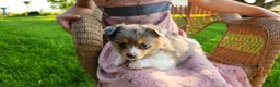 Chihuahua dogs for sale: Kamden - Ad 2
