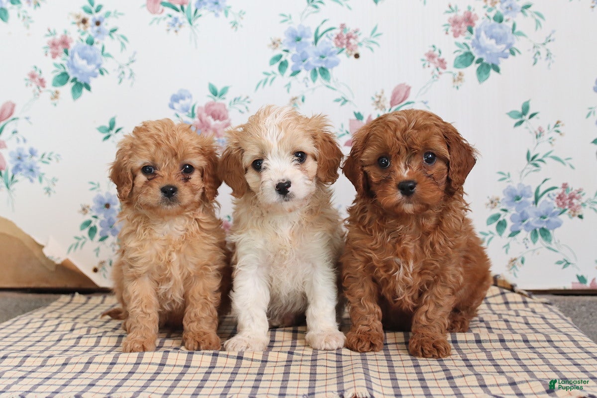 Cavapoo dogs Perry - Ad 2