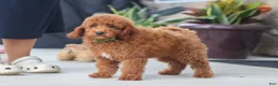 Miniature Poodle dogs for sale: Bo - Ad 3
