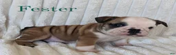 English Bulldog dogs for sale: AKC Fester  - Ad 2