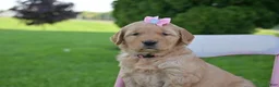 Golden Retriever dogs for sale: Summer - Ad 3