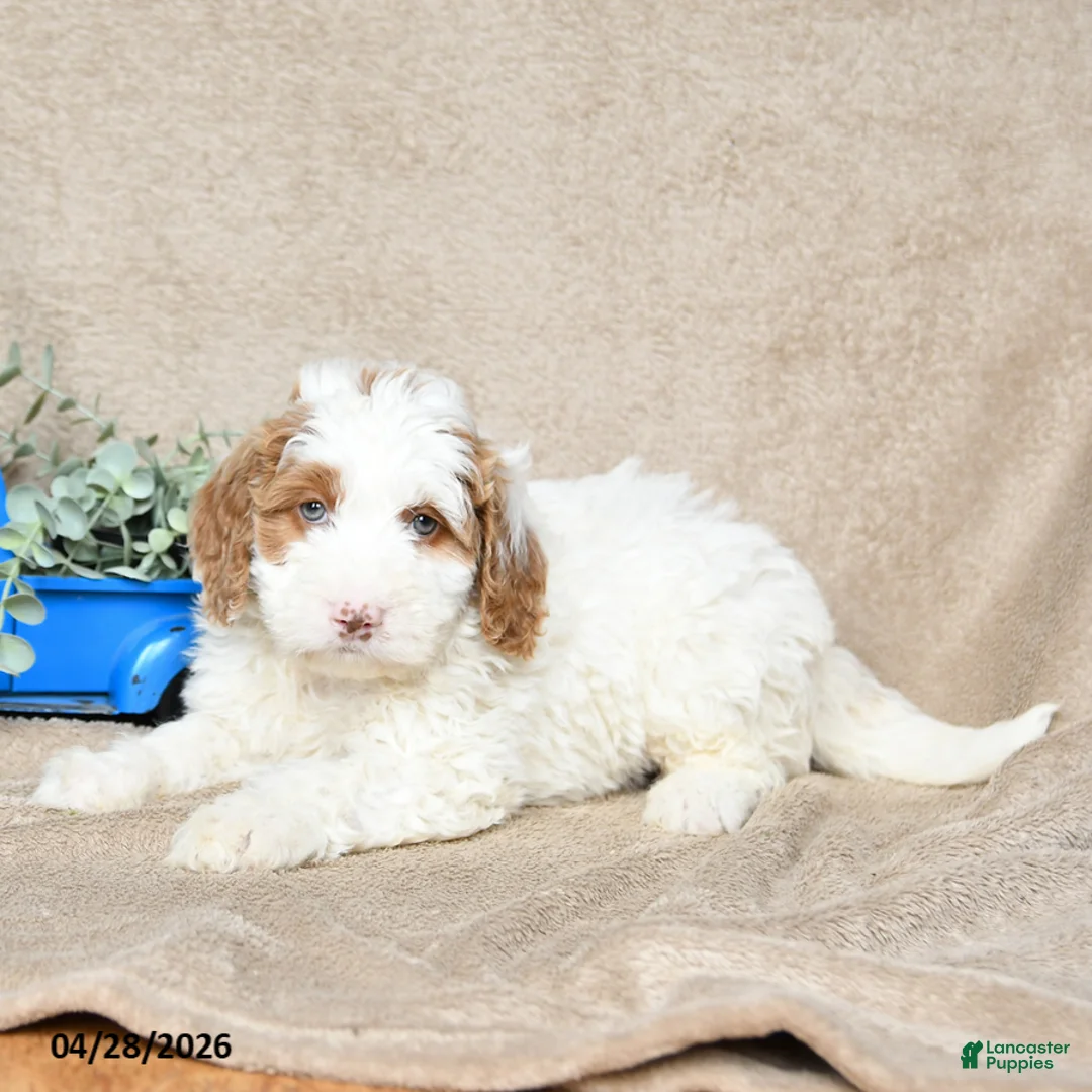 Goldendoodle dogs for sale: Nilla - Ad 3