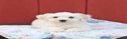 Maltese dogs for sale: Nelson - Ad 1