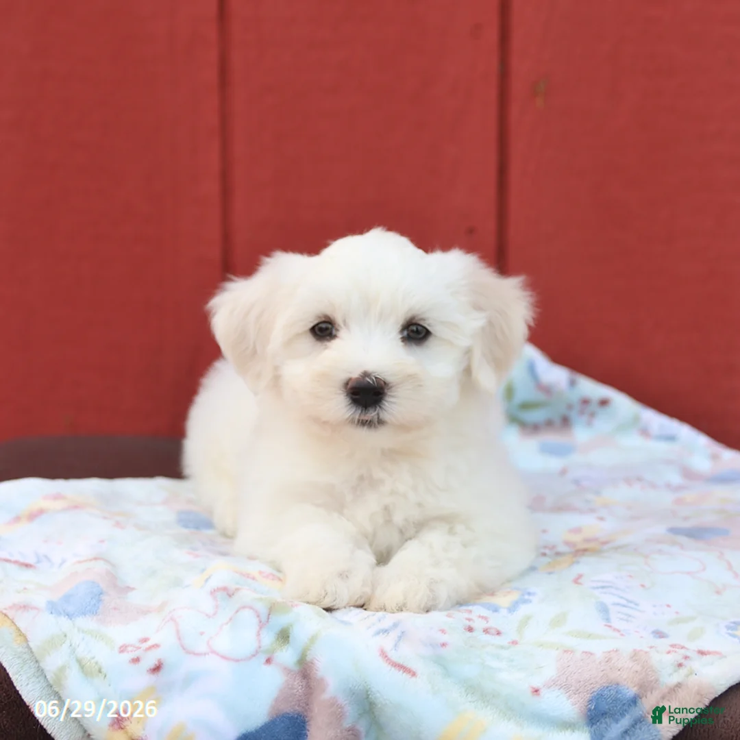 Maltese dogs for sale: Nelson - Ad 1