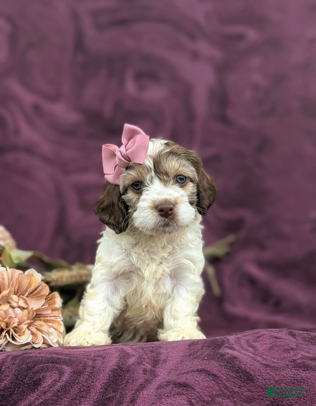 Cockapoo dogs for sale: Krystal - Ad 14