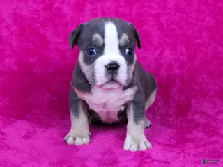 American Bully dogs Blue Tri Female 2 - Ad 37