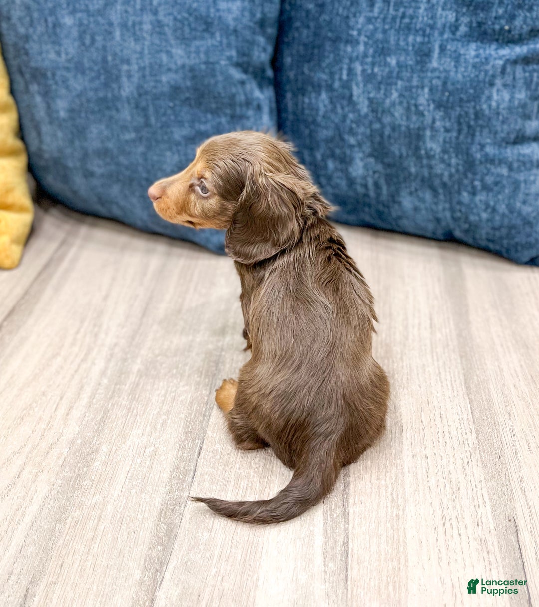 Miniature Dachshund dogs for sale: Jackson - Ad 3