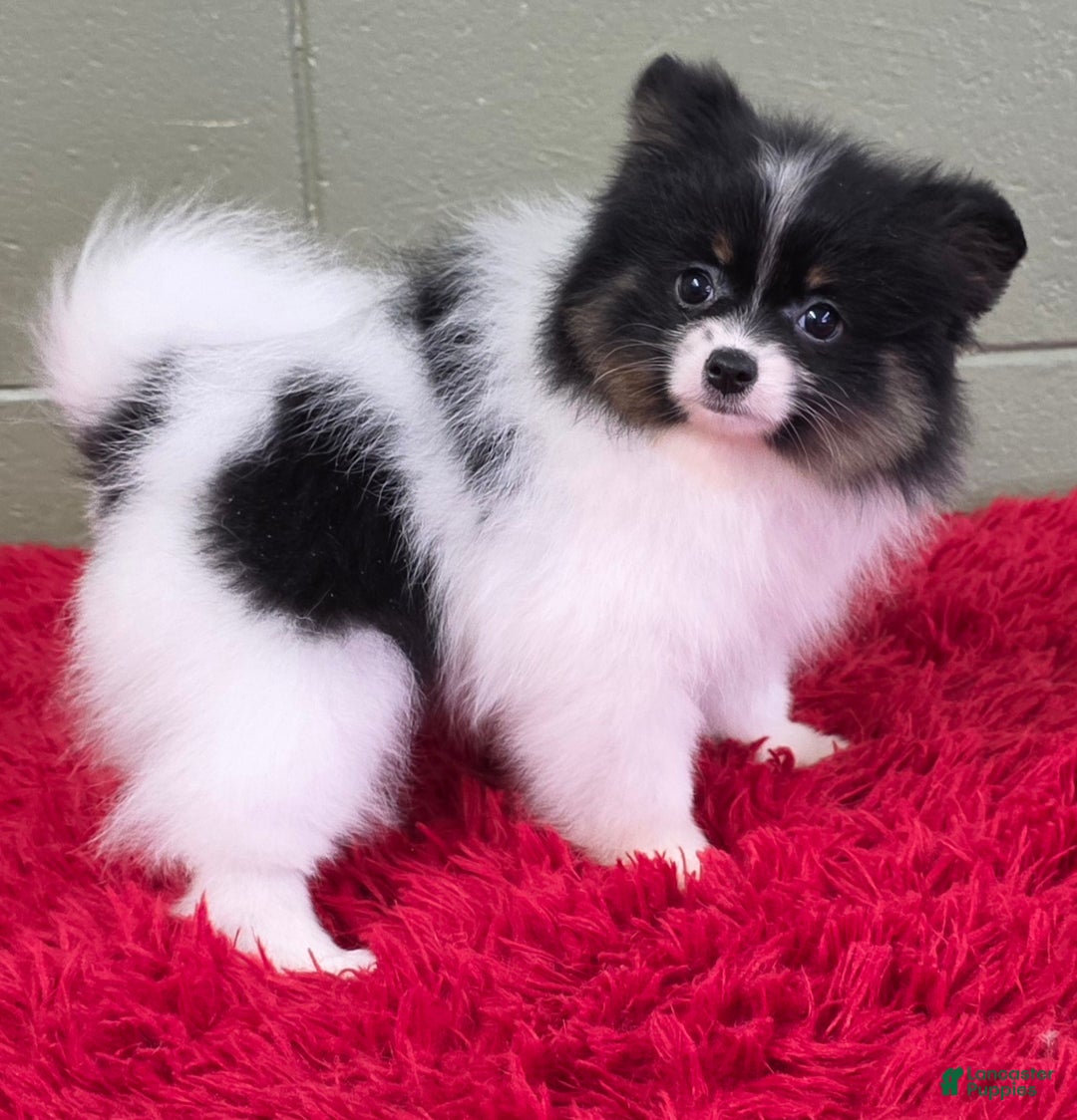 Pomeranian dogs for sale: Lucky  - Ad 2