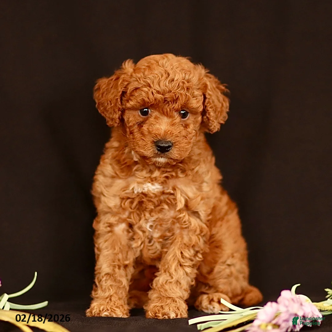 Miniature Poodle dogs for sale: Justin - Ad 3